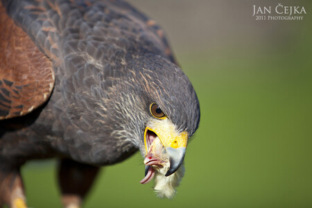 Na měsíc stanice nakupuje 6000 kuřat, platí za ně 3000 korun. "Pokud nahradíme krmení kuřaty za myši či křepelky, cena krmení na měsíc vzroste na 60.000 korun," uvedl Zbyšek Karafiát.
