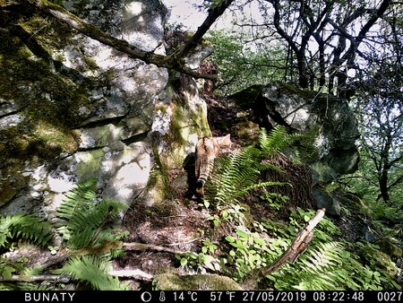 Kočka divoká se v České republice až na výjimky přirozeně nevyskytuje, ačkoliv k nám začíná pronikat z prosperujících populací v okolních státech, například z Bavorska.