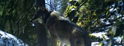 Foto: Národní park Šumava