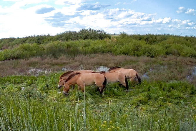 „Berlínské“ klisny u napajedla. Snímek z fotopasti.