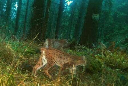 Fotopasti pomáhají dobrovolníkům v terénu, tzv. Rysím hlídkám, monitorovat výskyt této vzácné kočkovité šelmy
