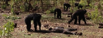 Foto: Jill D. Pruetzová / Newscientist