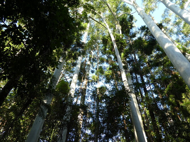 Ostrov Fraser, který je známý mimo jiné početnou populací divokého psa dingo, byl zapsán na seznam světového dědictví UNESCO díky svým deštným pralesům, sladkovodním jezerům a složitému systému písečných dun, které se neustále vyvíjejí.