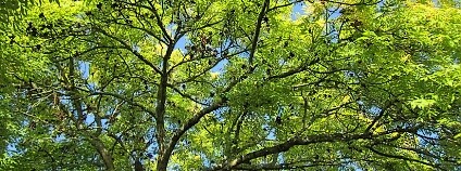 Jasan ztepilý Foto: WikimediaImages Pixabay