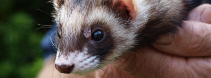 Fretka Foto: Auntie P Flickr.com