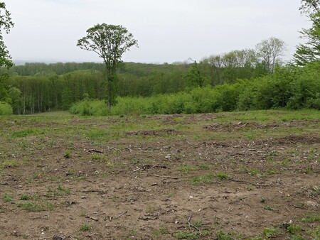 Vyfrézovaná paseka.