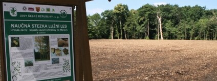 Vyfrézovaná paseka s tabulí naučné stezky „Lužní les“ představuje exotický ořešák černý jako kousek Ameriky na Moravě. Dle piktogramů zde není žádoucí trhat kytičky, rušit ptáčky ani si zpívat. Ředitel biosférické rezervace Dolní Morava, o.p.s. představuje výsledek frézování slovy: „<em>Půdní povrch je obvykle netknutý</em>.“