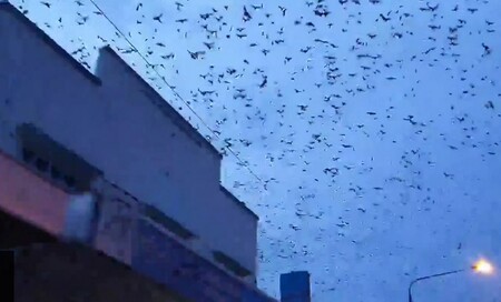 Statisíce kaloňů zaplavily město Ingham v australském státě Queensland - a místní obyvatelé už s touto přírodní invazí ztrácejí trpělivost.