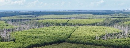 Foto:  Marcio Schimming  / Fibria