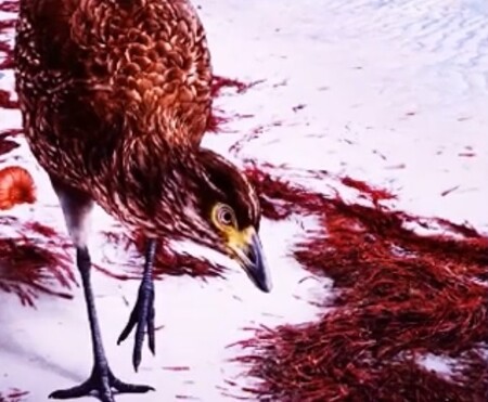 Vědci nalezli zkamenělinu ptáka, jež by mohla nabídnout nový pohled na ranou evoluci současných ptáků; o dotyčném tvorovi se domnívají, že je předchůdcem dnešní drůbeže.