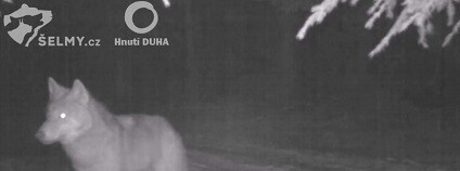 foto:  Šelmy.cz / youtube.com