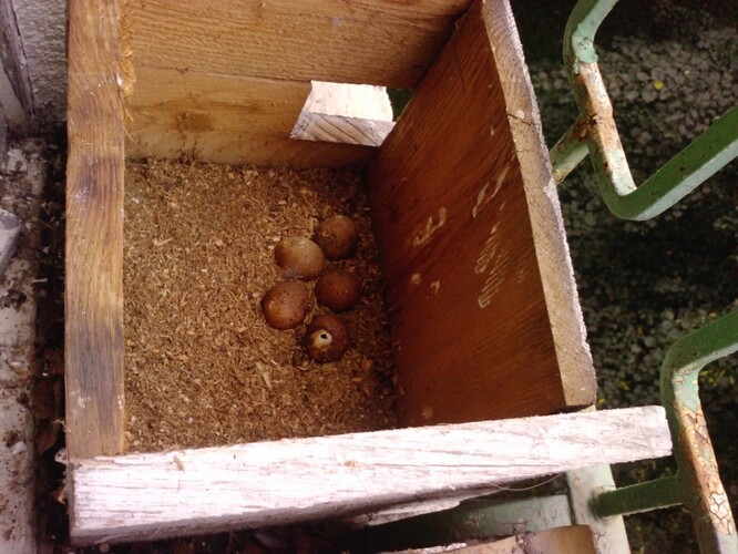 Opuštěná snůška poštolky v budce na okně (pro sýčka) s těsným otvorem.