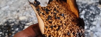 Foto: Serhiy Avramenko