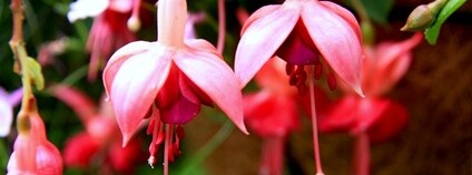 Fuchsie  Barly... Foto: Flickr.com