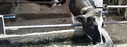 Foto:  bluXgraphics(motorcycle design Japan)=Midorikawa / Flickr