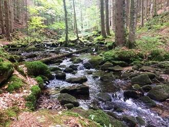 ... les má být zdrojem vody...