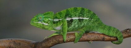 Chameleon zelený Foto: Zoopark Zájezd