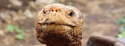 foto: Mark 1333 / youtube.com