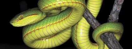 foto:  Amaze Lab / youtube.com