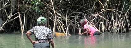 Mangrovy v Gabonu Foto: David Stanley Flickr