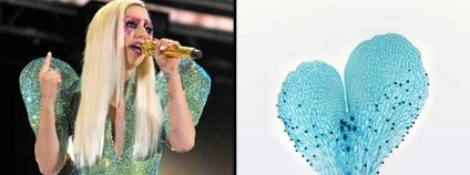 Foto: Duke University