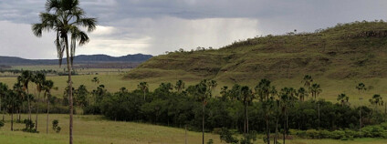 Foto: Bianca V.M. Berneck, Ariovaldo A. Giaretta, Reuber A. Brandão, Carlos A. G. Cruz, Celio F.B. Haddad / Wikimedia Commons