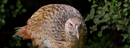 Chřástal weka Foto: Sid Mosdell Flickr