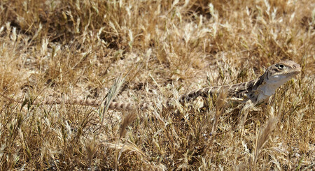 Příběh ještěrky Gambelia sila nepopírá určitou tragiku. Druh byl přesně definován jen proto, aby byl záhy klasifikován jako ohrožený.
