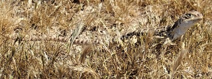 Foto: J. Maughn / Flickr