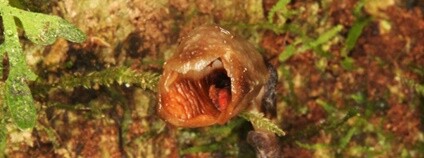 Orchidej Gastrodia agnicellus Foto: Rick Burian Royal Botanic Gardens