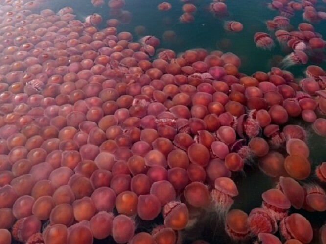 Medúzy rodu kořenoústka s latinským názvem Crambione mastigophora nyní stoupají blíž k hladině, protože už se ve svém přirozeném prostředí necítí ohrožené.