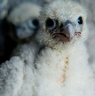 Sokolí mláďata na komíně v chemičce u Litvínova.