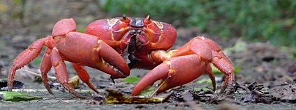 Krab červený na Vánočním ostrově Foto: John Tann Flickr