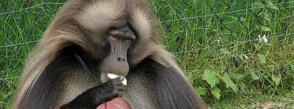 Dželada Foto: Sannse Wikimedia Commons