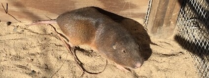 Pytlonoš floridský Foto: FWC Fish and Wildlife Research Institute Flickr