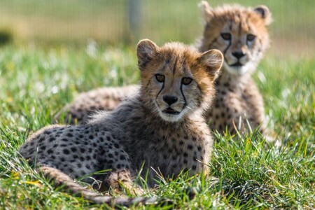 Ve volné přírodě žije gepard hlavně v savaně. Samice žijí samotářsky, samci však často vytvářejí se svými bratry celoživotní spojenectví, což je řadí k jedněm z mála alespoň částečně společenských druhů koček. / ilustrační foto