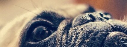 Foto: ivanovgood / Pixabay