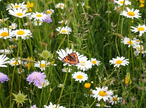 Prosadit výsadbu luk nebo méně časté kosení v bytové zástavbě pravděpodobně nebude jednoduché. V loňském roce město omezilo kosení u spodní části kosteleckého parku u řeky, což se okamžitě setkalo s negativní odezvou. Množily se stížnosti především od pejskařů, kteří do parku často chodí na procházky. Poukazovali na nemožnost venčení psů a zvýšený výskyt klíšťat.