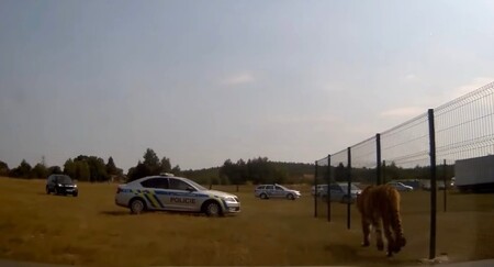 V soukromém Bioparku Štít u obce Klamoš na Královéhradecku dnes dopoledne utekli z klece dva tygři (na obrázku) a lev.