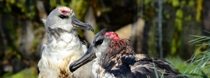 Foto: Ben Dilley / ACAP