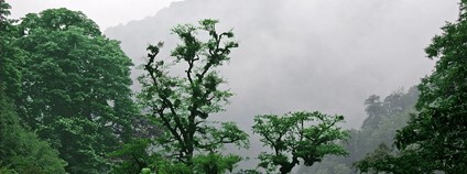 Hyrkánské lesy Foto: Argooya Wikimedia Commons