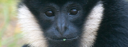 Gibon Foto: Eric Kilby / Flickr.com