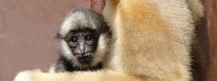 Gibon bělolící Foto: Pavel Vlček Zoo Ostrava