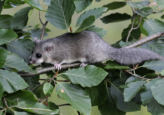 Nejvíce plchovi velkému vyhovují listnaté či smíšené lesy s dostatečným množstvím buků či dubů.