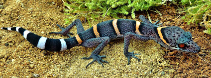 Foto: Carola Jucknies / ANU