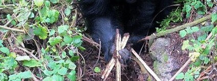 Foto: John Ndayambaje / The Dian Fossey Gorilla Fund
