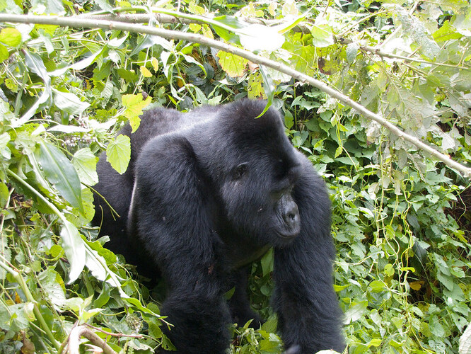 Stříbrohřbetý Rafiki žil v národním parku Bwindi Impenetrable na jihozápadě Ugandy. Gorily horské žijí pouze na území Ugandy, Rwandy a Konga, jejich populace čítá jen něco přes 1000 jedinců.