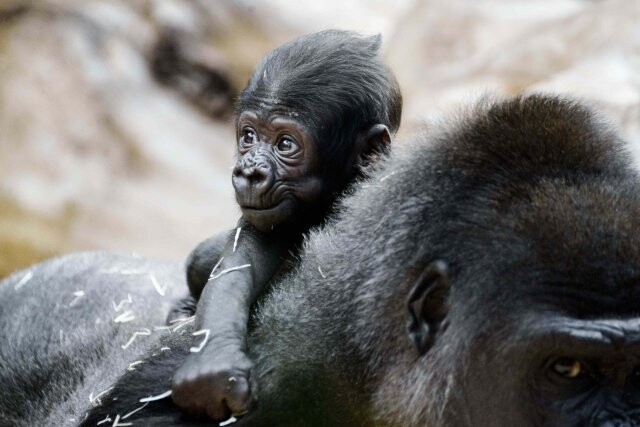 Gorilí chlapeček v pražské zoo.