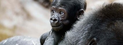 Gorilí chlapeček v pražské zoo Foto: Jana Myslivečková Zoo Praha