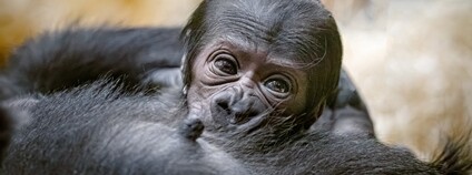 V Zoo Praha narodilo gorilí mládě. Jeho matkou je Duni Foto: Miroslav Bobek Zoo Praha